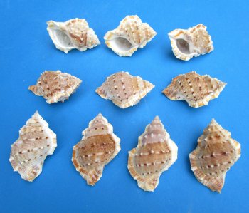Bursa Crumena, Small Hermit Crab Shells 2-1/2 to 3 inches - 25 pcs @ $.15 each; 300 pcs @ $.13 each 