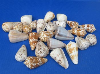 Wholesale Mixed Cone Shells - 10 pcs @ $.45 each