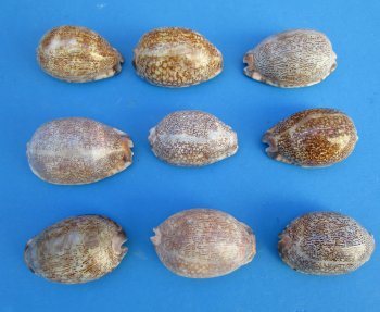 Arabian Cowrie Shells, polished cowries 2-1/2" to 3" - 25 pcs @ $.50 each; 100 pcs @ $.45 each