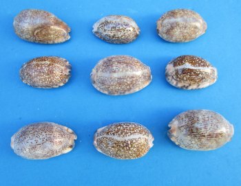 Arabian Cowrie Shells, polished cowries 1-1/2"-2" - 50  pcs @ $.18 each; 300 pcs @ $.16 each