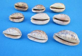 Arabian Cowrie Shells, polished cowries 1-1/2"-2" - 50  pcs @ $.18 each; 300 pcs @ $.16 each