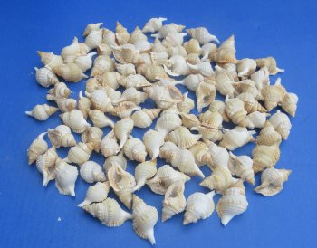 Wholesale Distorsio seashells for hermit crabs and crafts 1 inch to 2 inch - 100 pcs @ $.09 each; 500 pcs @ $.08 each