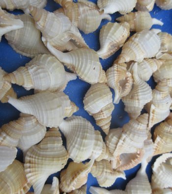 Wholesale Distorsio seashells for hermit crabs and crafts 1 inch to 2 inch - 100 pcs @ $.09 each; 500 pcs @ $.08 each