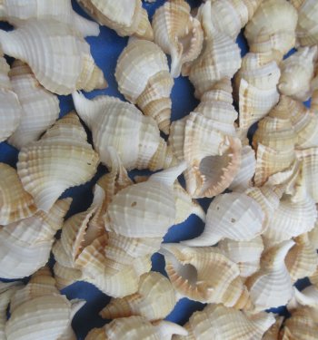 Wholesale Distorsio seashells for hermit crabs and crafts 1 inch to 2 inch - 100 pcs @ $.09 each; 500 pcs @ $.08 each