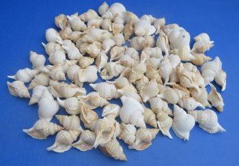 Wholesale Distorsio seashells for hermit crabs and crafts 2 inch to 3 inch - 100 pcs @ $.12 each