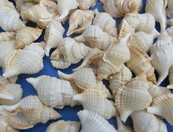 Wholesale Distorsio seashells for hermit crabs and crafts 2 inch to 3 inch - 100 pcs @ $.12 each