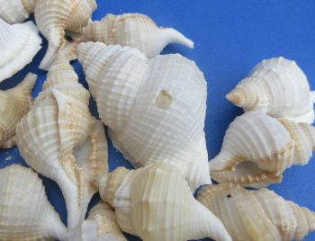 Wholesale Distorsio seashells for hermit crabs and crafts 2 inch to 3 inch - 100 pcs @ $.12 each