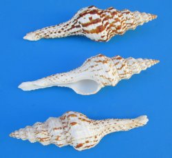  Fusinus Nicobaricus Spindle shells 4 to 5 inch - 25 pcs @ $.60 each; 100 pcs @ $.54 each