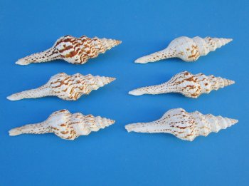 Fusinus Nicobaricus Spindle shells 4 to 5 inch - 25 pcs @ $.60 each; 100 pcs @ $.54 each