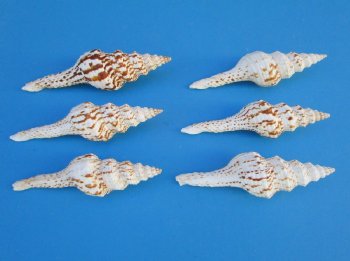  Fusinus Nicobaricus Spindle shells 5 to 6 inch - 25 pcs @ $.90 each; 100 pcs @ $.80 each