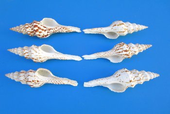  Fusinus Nicobaricus Spindle shells 4 to 5 inch - 25 pcs @ $.60 each; 100 pcs @ $.54 each