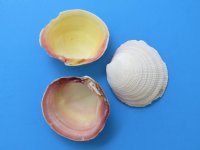 1-1/2" to 3-1/2" Wholesale tiger clams for shell crafts - Packed: 2 kilos @ $2.50 kilo ($5.00 a bag)