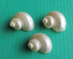 Wholesale Pearl Turbo Shells 1-1/4" - 1-3/4" - 100 pcs @ $.25 each; 500 pcs @ $.20 each  