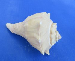Wholesale 3" to 4" Hemifusus Conchilidium - 10 pcs @ $.70 each