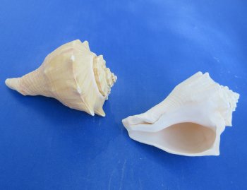 Wholesale 3" to 4" Hemifusus Conchilidium - 10 pcs @ $.70 each