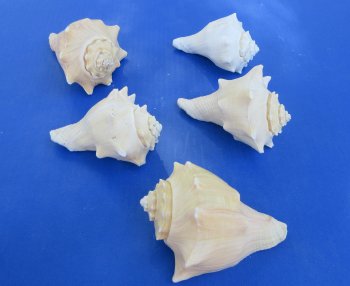 Wholesale 3" to 4" Hemifusus Conchilidium - 10 pcs @ $.70 each