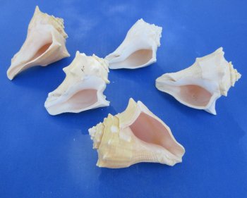 Wholesale 3" to 4" Hemifusus Conchilidium - 10 pcs @ $.70 each