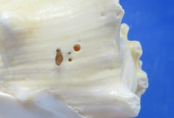 Wholesale 3" to 4" Hemifusus Conchilidium - 10 pcs @ $.70 each