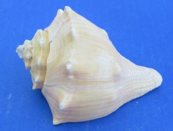 Wholesale 4" t...