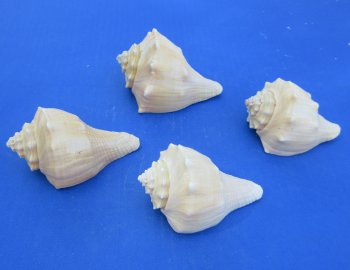 Wholesale 4" to 5" Hemifusus Conchilidium - 10 pcs @ $1.00 each