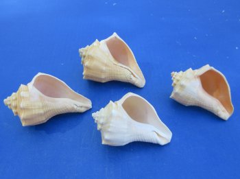 Wholesale 4" to 5" Hemifusus Conchilidium - 10 pcs @ $1.00 each