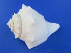 Wholesale 5" t...
