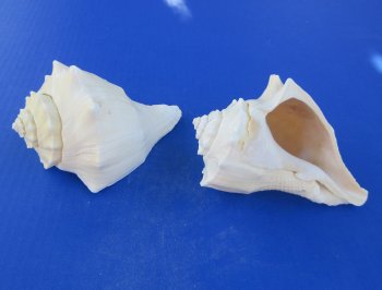 Wholesale 5" to 6" Hemifusus Conchilidium - 5 pcs @ $1.40 each