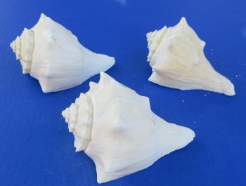 Wholesale 5" to 6" Hemifusus Conchilidium - 5 pcs @ $1.40 each