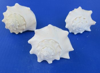 Wholesale 5" to 6" Hemifusus Conchilidium - 5 pcs @ $1.40 each