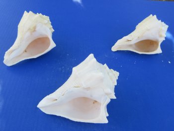 Wholesale 5" to 6" Hemifusus Conchilidium - 5 pcs @ $1.40 each