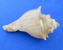 Wholesale 4" to 5" Hemifusus Puglina - 10 pcs @ $.60 each; 100 pcs @ $.54 each