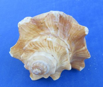 Wholesale 4" to 5" Hemifusus Puglina - 10 pcs @ $.60 each; 100 pcs @ $.54 each