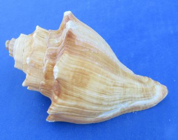 Wholesale 4" to 5" Hemifusus Puglina - 10 pcs @ $.60 each; 100 pcs @ $.54 each