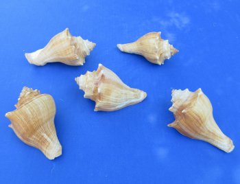 Wholesale 4" to 5" Hemifusus Puglina - 10 pcs @ $.60 each; 100 pcs @ $.54 each