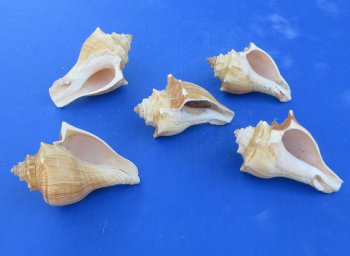 Wholesale 4" to 5" Hemifusus Puglina - 10 pcs @ $.60 each; 100 pcs @ $.54 each