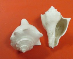 Wholesale White Hemifusus Pugilina shells, White Vole Shells 4 to 5 inches - Case of 12 Kilos @ $7.65 a kilo