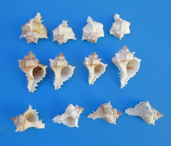 Murex Virgineus shells, chicoreus virgineus  2" to 2.5" -  50 @ $.15 each; 300 @ $.13 each 