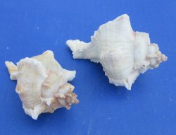 Murex Virgineus (Virgin Murex) Wholesale 3 to 3-1/2 inches - 10 pieces @ .30 each