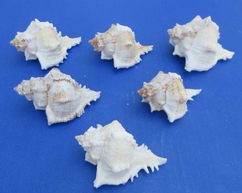 Murex Virgineus (Virgin Murex) Wholesale 3 to 3-1/2 inches - 10 pieces @ .30 each