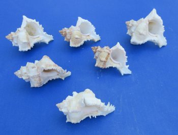Murex Virgineus (Virgin Murex) Wholesale 3 to 3-1/2 inches - 10 pieces @ .30 each