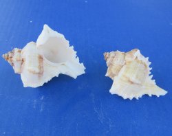 Murex Virgineus (Virgin Murex) Wholesale 2-1/2 to 3 inches - 25 pieces @ .20 each; 250 pcs @ $.18 each