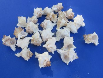 Murex Virgineus (Virgin Murex) Wholesale 2-1/2 to 3 inches - 25 pieces @ .20 each; 250 pcs @ $.18 each