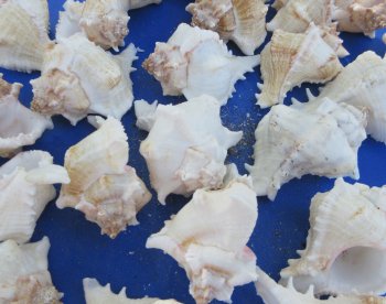 Murex Virgineus (Virgin Murex) Wholesale 2-1/2 to 3 inches - 25 pieces @ .20 each; 250 pcs @ $.18 each