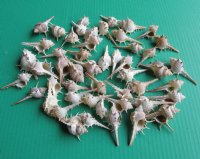 Wholesale Murex Ternispina shells  2" to 2-3/4" -  50 @ $.08 each; 600 @ $.06 each 