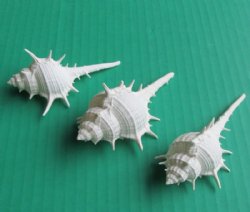 Wholesale White Murex Ternispina shells for shell crafts, 3" to 3-3/4" - 50 pcs @ $.15 each;  500 pcs @ $.13 each 
