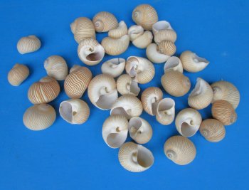 Natica Linneata shells 1/4 to 1 inch - $6.50/kilo (Min: 2 kilots)