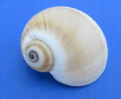 Wholesale Natical Vitellus Moon Snail Shell (3/4"-1-1/2") - 1 kilo bag @ $4.00/kilo (Min: 2 kilos)