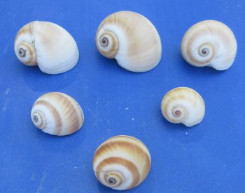 Wholesale Natical Vitellus Moon Snail Shell (3/4"-1-1/2") - 1 kilo bag @ $4.00/kilo (Min: 2 kilos)