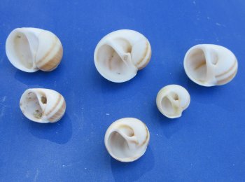 Wholesale Natical Vitellus Moon Snail Shell (3/4"-1-1/2") - 1 kilo bag @ $4.00/kilo (Min: 2 kilos)