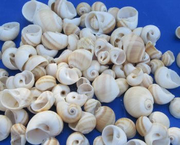 Wholesale Natical Vitellus Moon Snail Shell (3/4"-1-1/2") - 1 kilo bag @ $4.00/kilo (Min: 2 kilos)